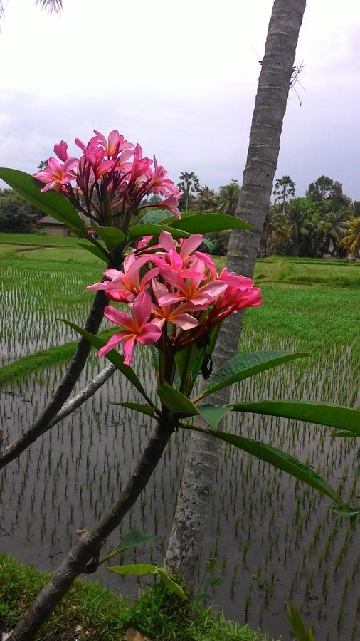 Hotel Local Family House Payangan Esterno foto